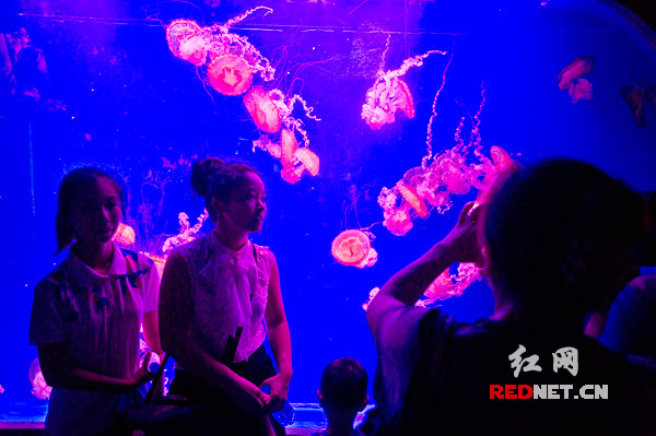 各种水母在水箱里漂移，向人们展示出水下世界的幽深和神秘。