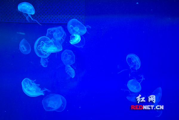 梦幻一般的水下世界。