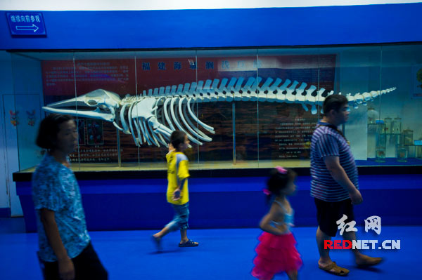展厅里的鲸鱼骨骼标本，为人们了解海洋生物提供了生动直观的科普资料。