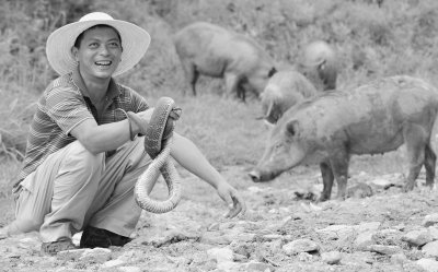 捕蛇高手被聘成猪“保镖” 捉到蛇后放生(图)