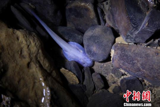 发着荧光透明的红点齿蟾幼体蝌蚪　刘龙泉　摄src="http://images.rednet.cn/articleimage/2013/07/16/104251341.jpg"