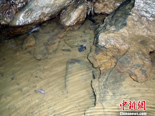 溶洞里游来游去的“透明鱼”　范祖琴　摄src="http://images.rednet.cn/articleimage/2013/07/16/104251505.jpg"