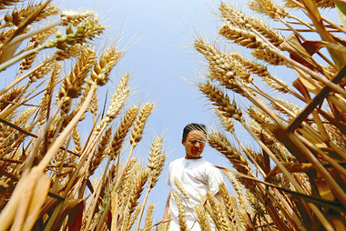 夏粮十连丰背后的隐忧