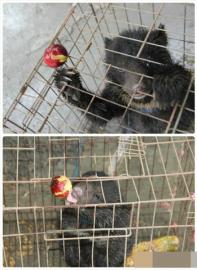 偷瓜的小黑熊。（图据网络）