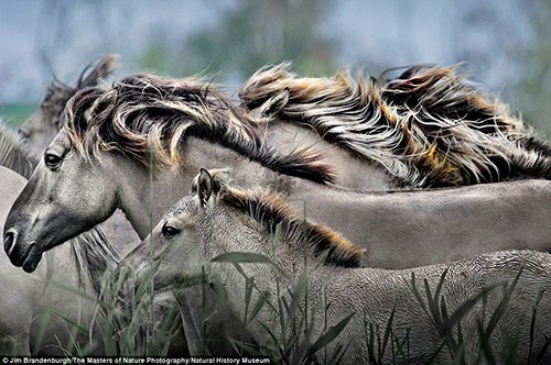 英出版动物摄影集锦展现大自然野性之美（组图）（4）