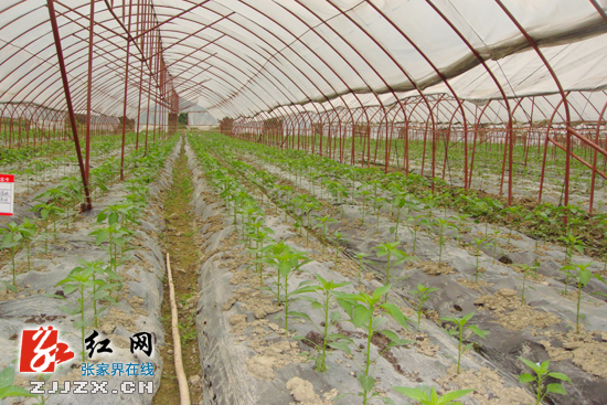 抽检合格率居全省前列 在张家界请放心吃蔬菜和水果