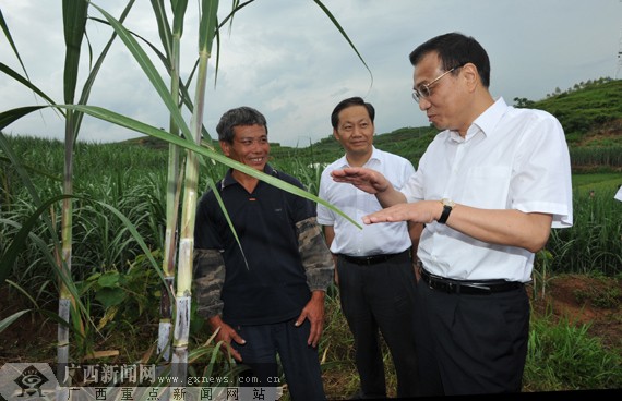 李克强总理在南宁坛良村查看甘蔗长势，表示国家将通过多种方式让蔗农过上更甜的日子。