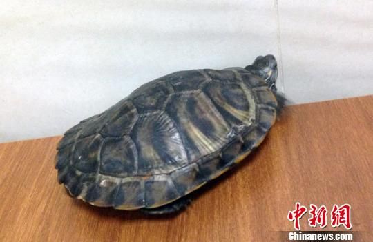 男子二次酒驾被查携三只“神龟”闹警局求保驾