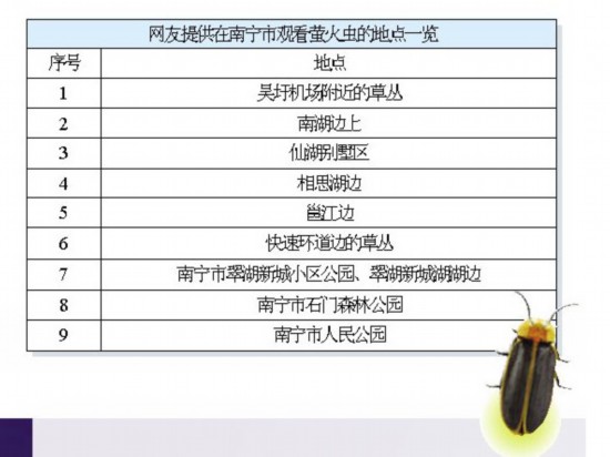 青岛花巨资从广西引进万只萤火虫 待3天一半死去