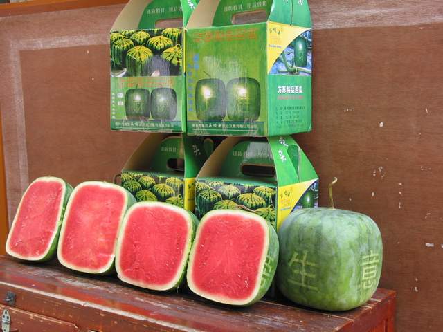 [视频]方形西瓜每个售价五千多