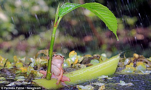 聪明树蛙以叶为伞倾盆大雨中坚持30分钟（组图）（4）