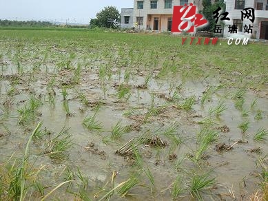 收获播种 正江村农民双抢“忙不赢”