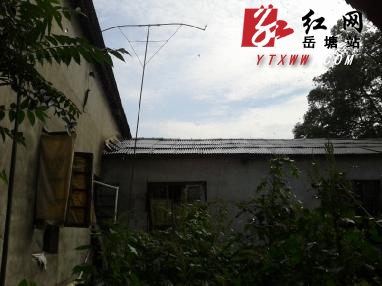 生猪难耐酷暑  养猪户“人工降雨”为其降温