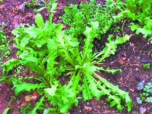 大叶荠菜为人们常吃的无毒野菜.