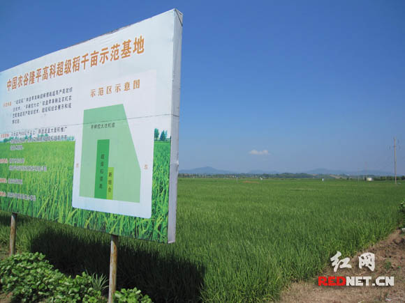 屈家岭隆平高科超级稻示范基地。