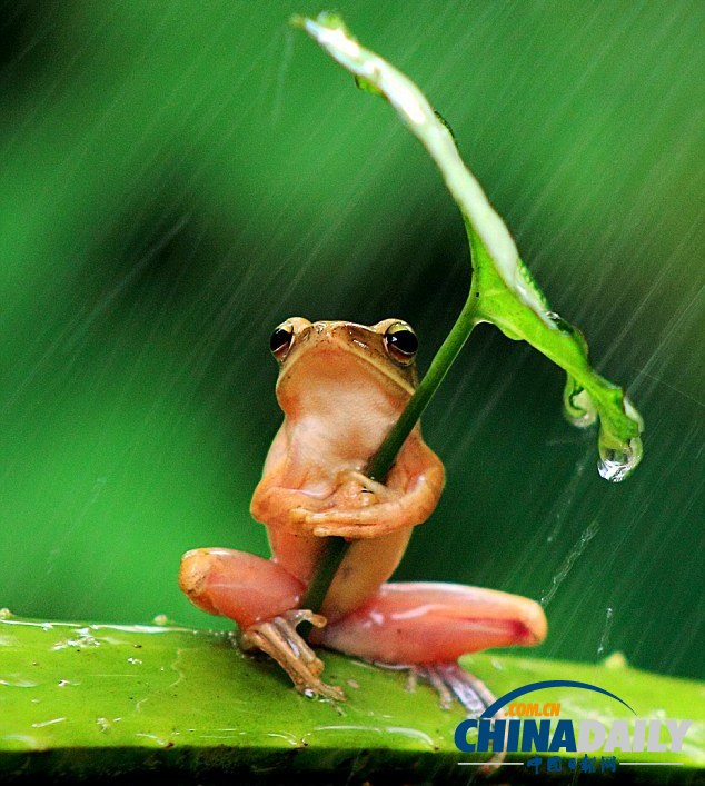 印尼打雨伞青蛙系列系摄影师摆拍(高清组图)