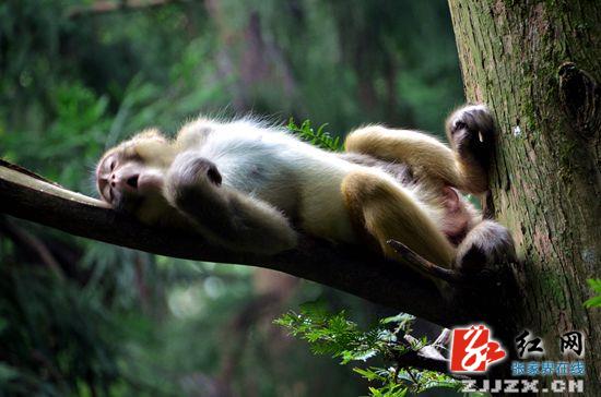 张家界核心景区清凉引得猕猴“醉”