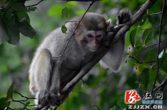 张家界核心景区清凉引得猕猴“醉”