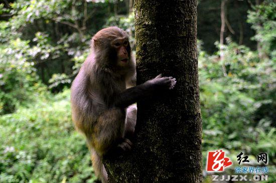 张家界核心景区清凉引得猕猴“醉”