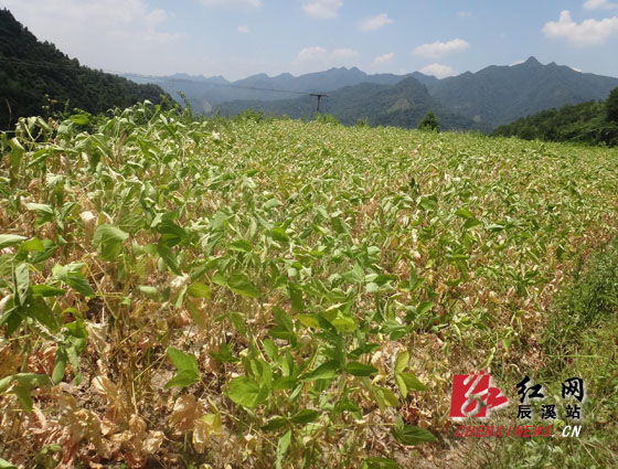 大片黄豆受灾