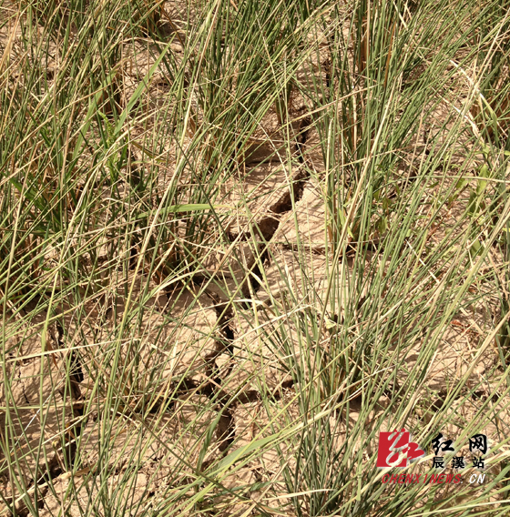 辰溪县辰阳镇:千方百计做好抗旱工作