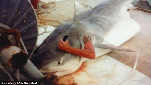  澳大利亚一名男子钻入巨型鲨鱼腹中，假扮从鳃部伸出手戳鲨鱼头部“求生”。