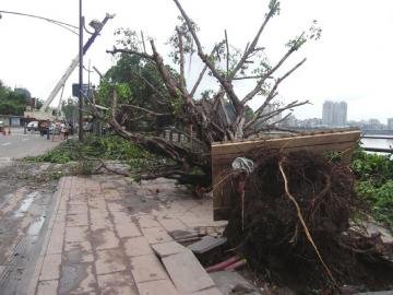 巨树被狂风刮倒阻断国道 8旬老汉凌晨砍树清路