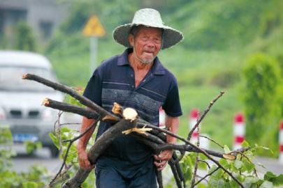 巨树被狂风刮倒阻断国道 8旬老汉凌晨砍树清路