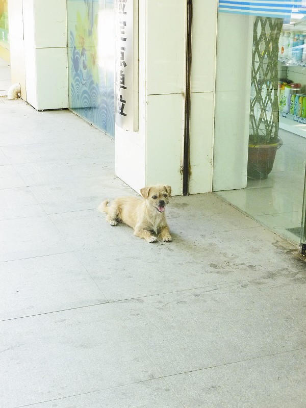 小狗痴守原地一月 网友称其武汉版“忠犬八公”