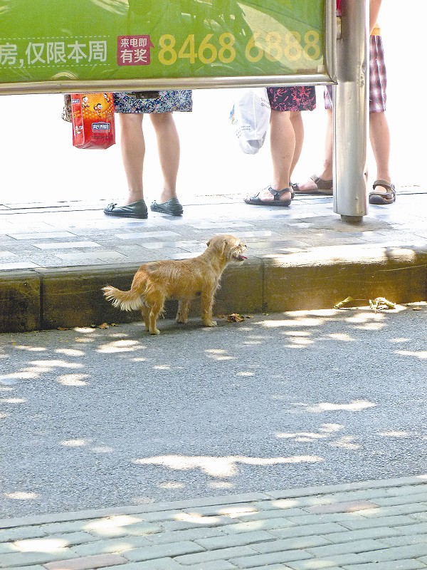 荆楚网讯 （见习记者秦枫）7月31日，网友在微博上发文称，汉阳有只狗狗每天出现在同一个地方，已守候一个多月，很可能是找不到主人了。