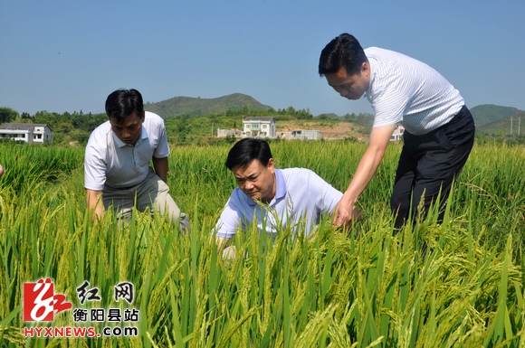 衡阳县委书记周骥深入5个乡镇检查指导抗旱救