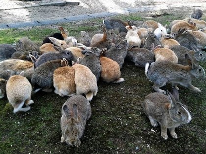 日本广岛的大久野岛被称为兔子天堂。图自台媒
