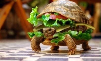 男子将乌龟打扮成汉堡 欲蒙混登机被查出