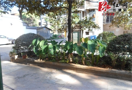 绿化带成“菜园”遭投诉 飞机坪社区及时清理