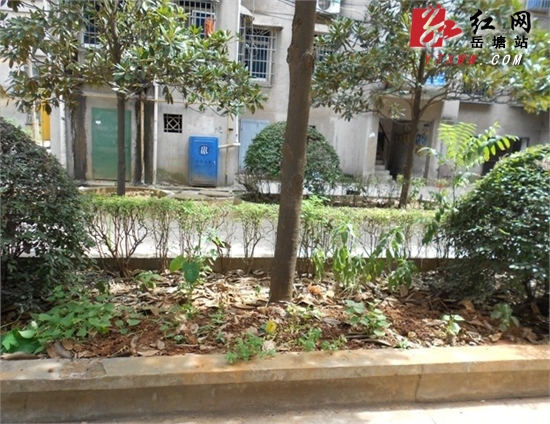 绿化带成“菜园”遭投诉 飞机坪社区及时清理