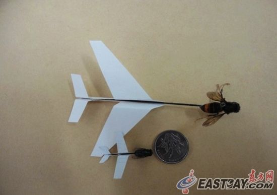  苍蝇与黄蜂为动力的飞机