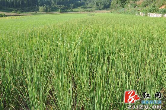 省政府抗旱救灾工作督查组深入张家界指导工作