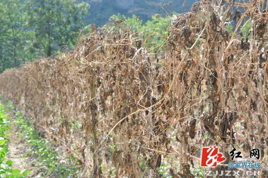 省政府抗旱救灾工作督查组深入张家界指导工作