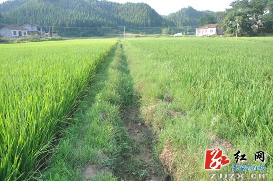 省政府抗旱救灾工作督查组深入张家界指导工作