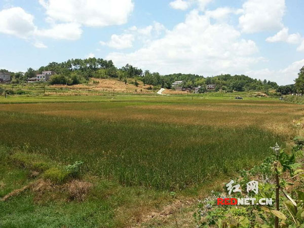 在人幸村，一片面积约为55亩的连片稻田，已经完全枯死倒伏，损失稻谷8.2万斤。