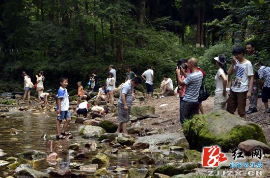 武陵源核心景区迎来暑期旅游高峰（组图）