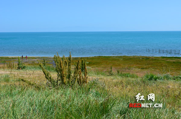 青海湖周边的湿地。