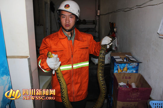 消防战士终于捕捉住了大蛇。