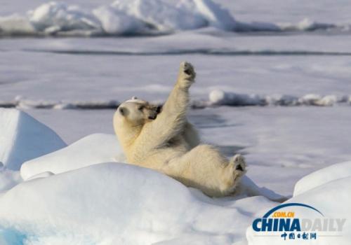北极熊冰上练“瑜伽” 伸展四肢萌死人（组图）