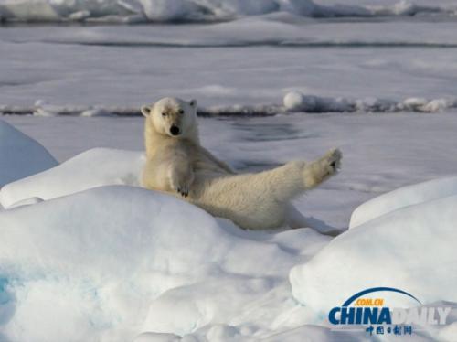 北极熊冰上练“瑜伽” 伸展四肢萌死人（组图）