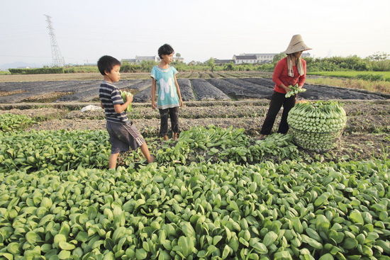 浙江绍兴出现44.1℃高温 大量蔬菜被烤焦