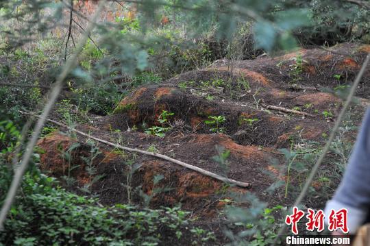 图为连片的残破坟冢。 任东 摄