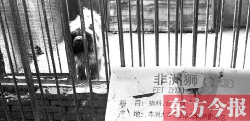 河南漯河动物园狮笼内养藏獒家长惊呆(图)