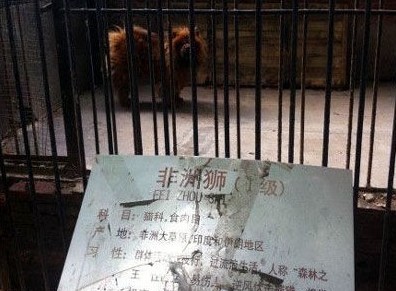 河南漯河市的刘<em>女士</em>带着儿子去<em>动物</em>园玩