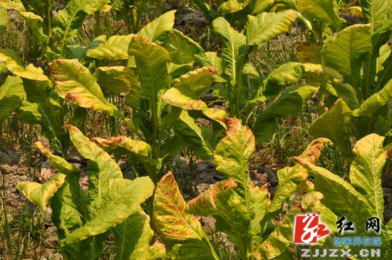 杜芳禄深入慈利县调研旱情（组图）